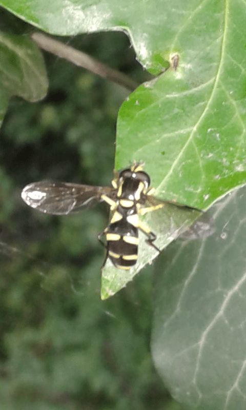 Syrphidae : Xanthogramma cfr. pedissequum?  Xanthogramma sp., femmina